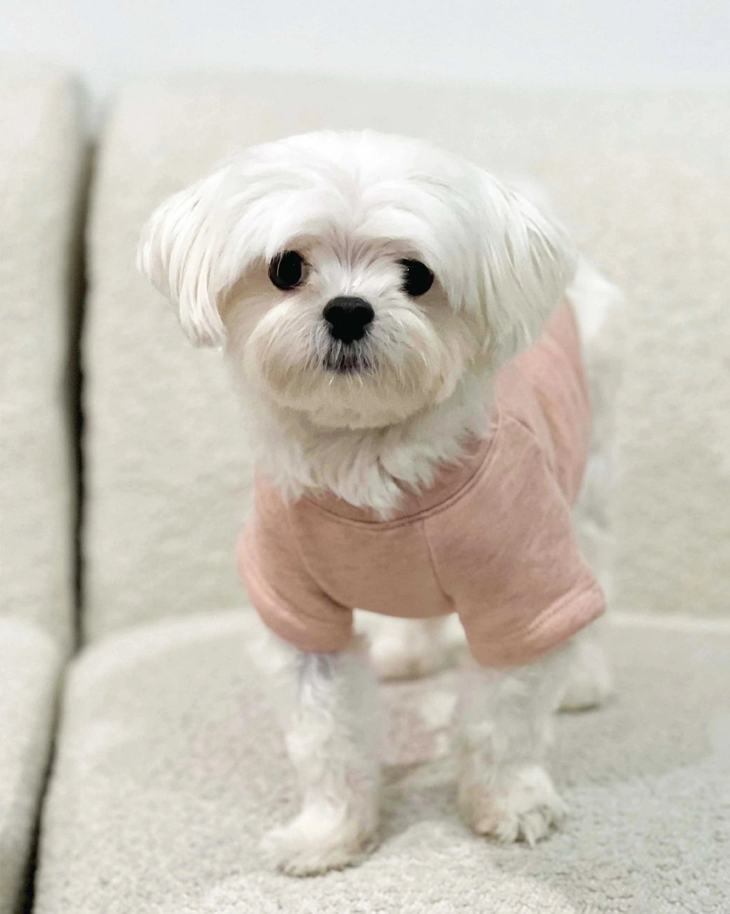 Local Pet Sweatshirt 🐾